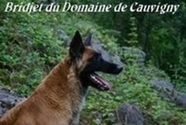 bridjet