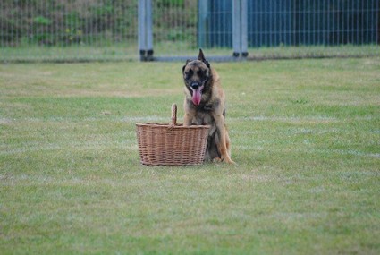 photo de fergusson  la valise 