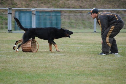 photo de Guizmo  la valise 